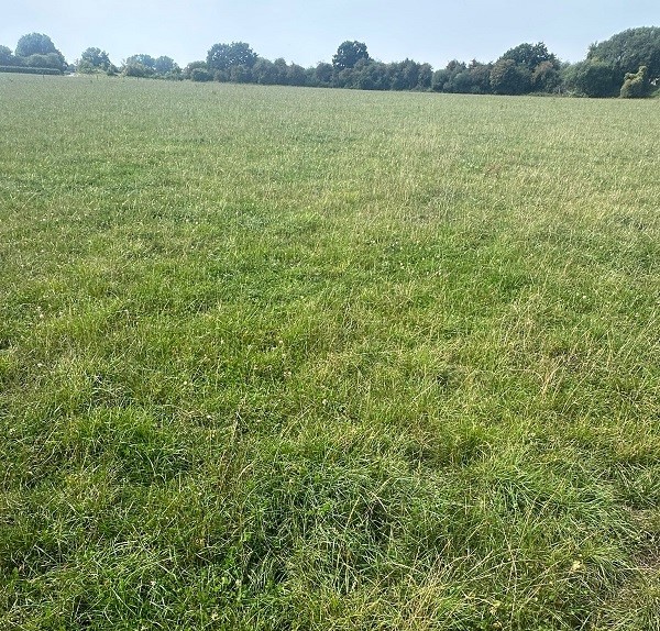 A picture of a field of grass.